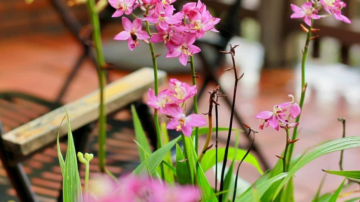 Inzerenti: Najděte laoské Clubhouse tvůrce a zvýšte dosah