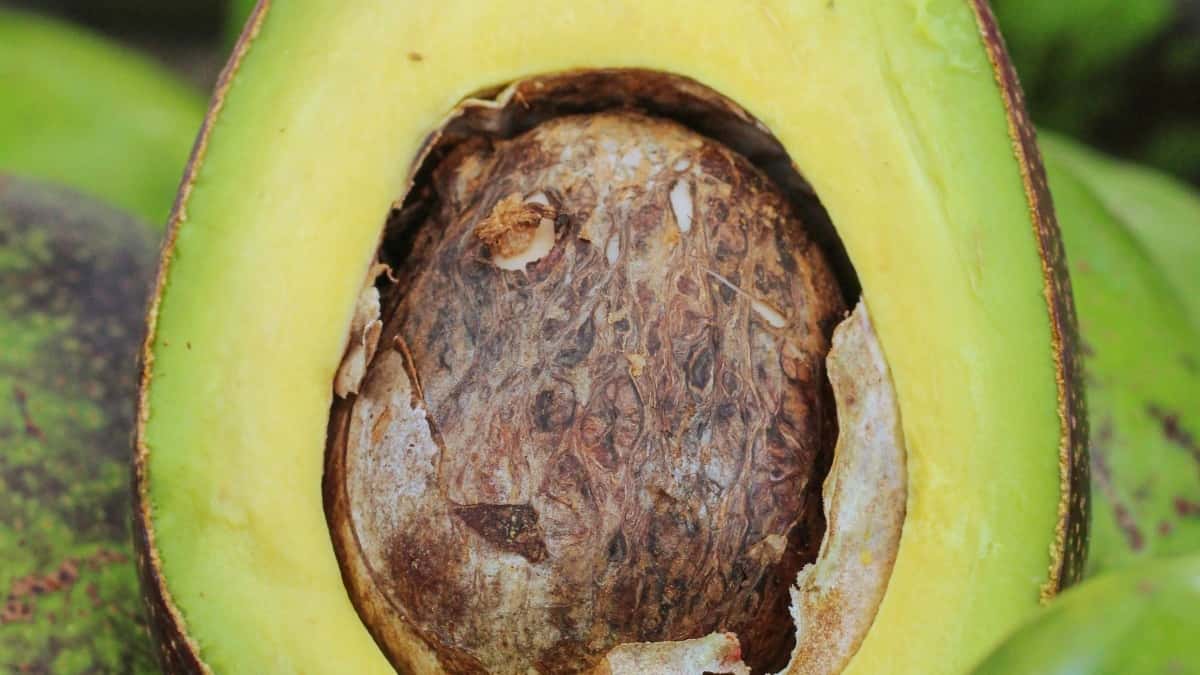 Tvůrci z ČR: Jak oslovit panamské značky na Chingari pro spolupráci na produktivitě