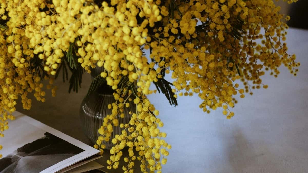 Tvůrci: oslovte ecuadorské značky na KakaoTalk
