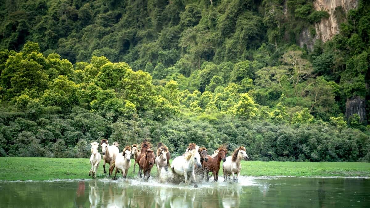 Czech Creators: Reach Thai Amazon Brands Fast