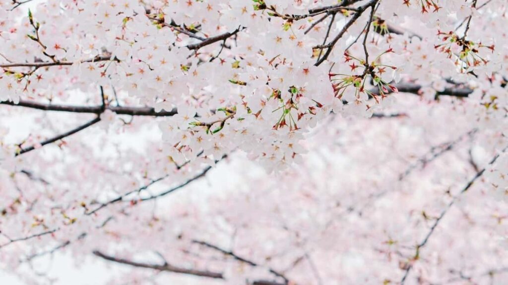 Prakticky navod pro ceske tvurce: jak kontaktovat islandske hotely a znacky pres OnlyFans a domluvit sponzorovane recenze taktiky, pravnika a outreach sablony.