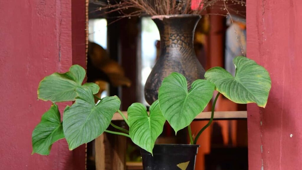 Prakticky pruvodce pro tvurce: jak najit, oslovit a zapojit znacky z Pobrezi slonoviny na Viberu, aby vas product launch ziskal vlnu virality na mistnim trhu.