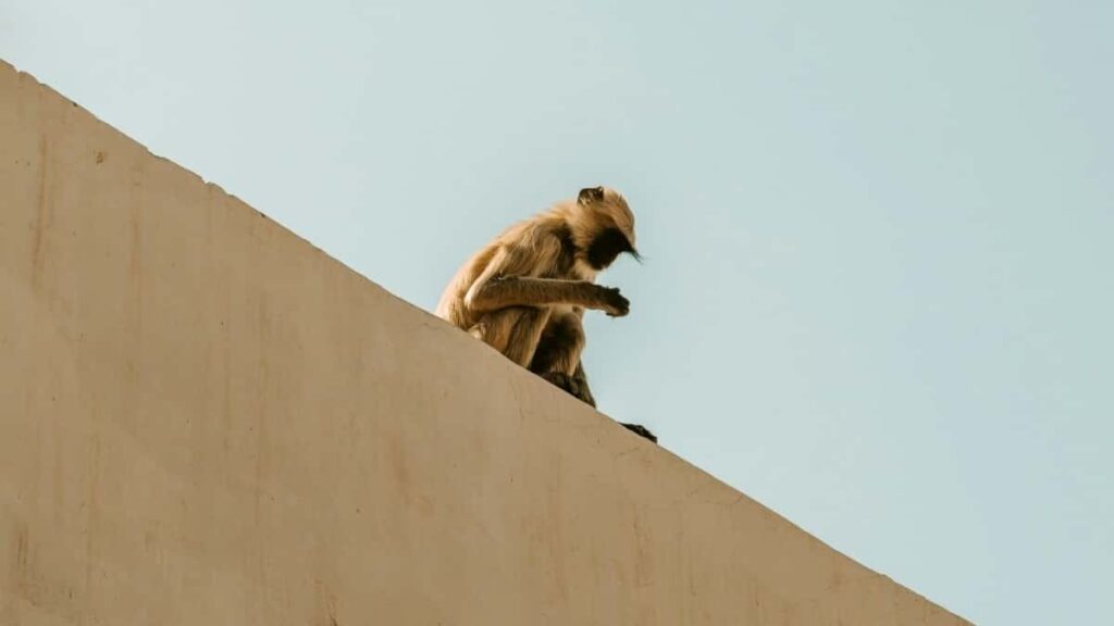 Prakticky pruvodce pro ceske tvurce: jak najit, oslovit a presvedcit maltske znacky na Takatak k zivym demo vysilanim. Tipy, taktiky a konkretni kroky.