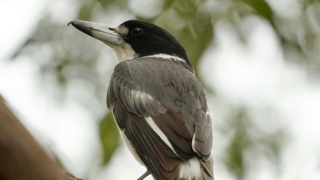 Prakticky navod pro ceske tvurce, jak najit a oslovit marocke modni znacky pres Zalo, vytvorit lookbooky a zvladnout komunikaci mistnim stylem.