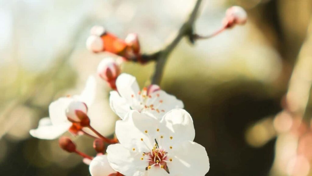 Prakticky navod pro ceske tvurce: jak najit, oslovit a zapojit pakistanske znacky pres WhatsApp pomoci giveaway kampani taktiky, priklady a pravni tipy.