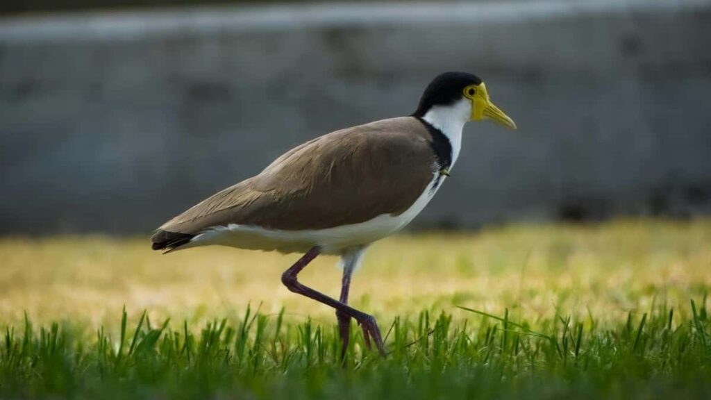 Prakticky pruvodce pro ceske inzerenty: jak identifikovat, oslovit a zaplatit mexicke tvurce na KakaoTalk, s taktikami, nastroji a riziky.