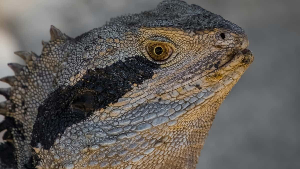 Marketéři v ČR: Najděte ománské Kuaishou tvůrce pro růst