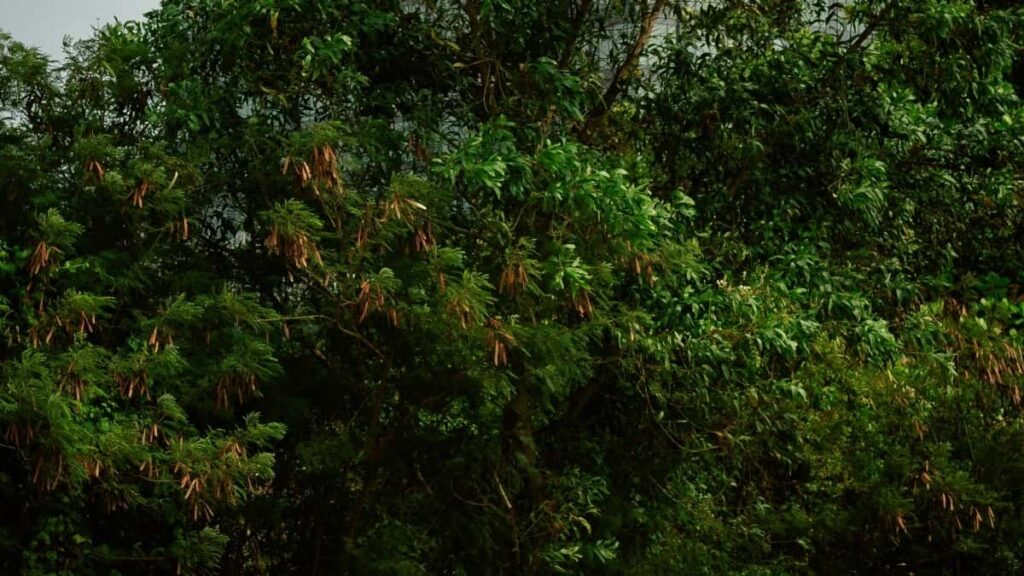 Prakticky navod pro ceske tvurce: jak najit, oslovit a spolupracovat se slovinskymi znackami pres Kuaishou krok za krokem, s tipy na lokalizaci, pitching a mereni vysledku.