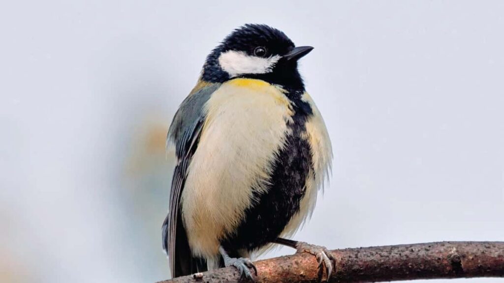 Prakticky cesky pruvodce, jak najit a aktivovat iracske Spotify tvurce pro zvyseni povedomi v gaming komunitach. Taktiky, nastroje a rizika v roce 2025.