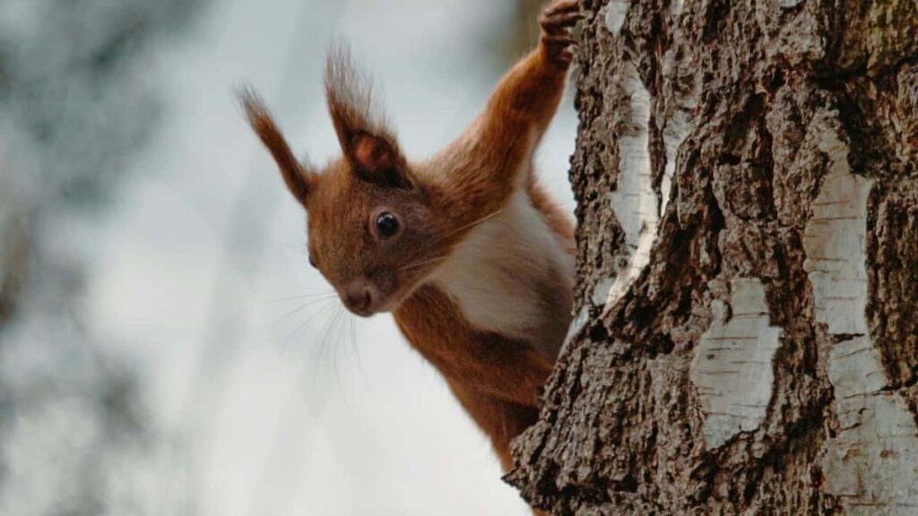 Prakticky pruvodce pro ceske inzerenty: jak najit cinske LinkedIn tvurce, oslovit hudebni fanousky a nastavit kampane pres creator content.