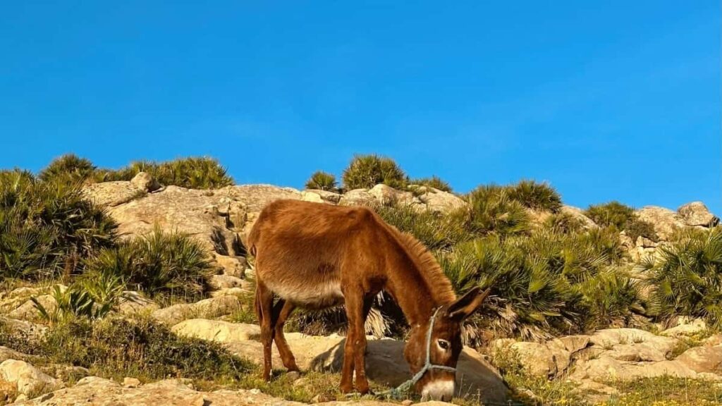 Prakticky navod pro ceske tvurce: jak najit, oslovit a domluvit recenze fitness vybaveni od ekvadorskych prodejcu na eBay.