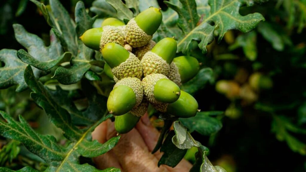 Prakticky pruvodce pro ceske inzerenty: jak vyhledat polske Etsy tvurce a zapojit UGC pro zvyseni viditelnosti cestovnich doplnku.