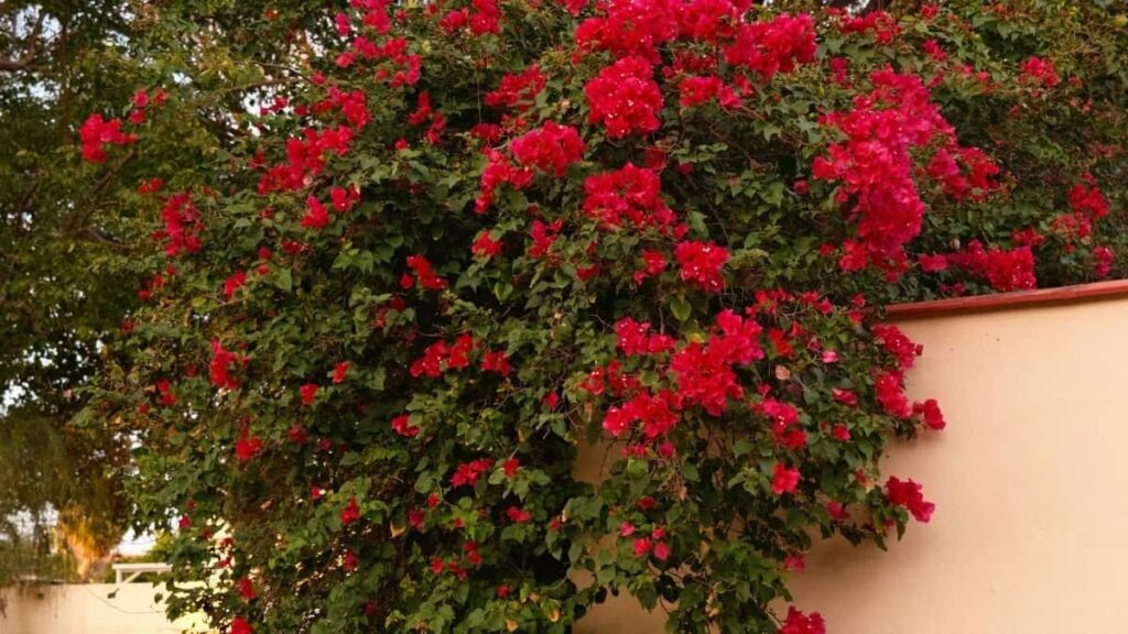 Prakticky navod pro ceske e-shopy: jak objevit a spolupracovat s tuniskymi tvurci na ShareChat, zvysit prodeje a minimalizovat rizika. Lokalni strategie, overeni a priklady.