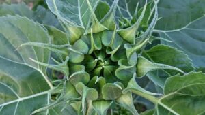 Prakticky pruvodce, jak oslovit znacky z Bosny a Hercegoviny pres KakaoTalk, vytvorit relevantni pitch a zvysit sance byt vybrany do brand kampani.