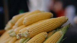 Prakticky pruvodce pro tvurce z CR: jak cilene oslovit norske znacky pres OnlyFans a nastavit stylingove vyzvy, s taktikami, priklady a bezpecnostnimi tipy.