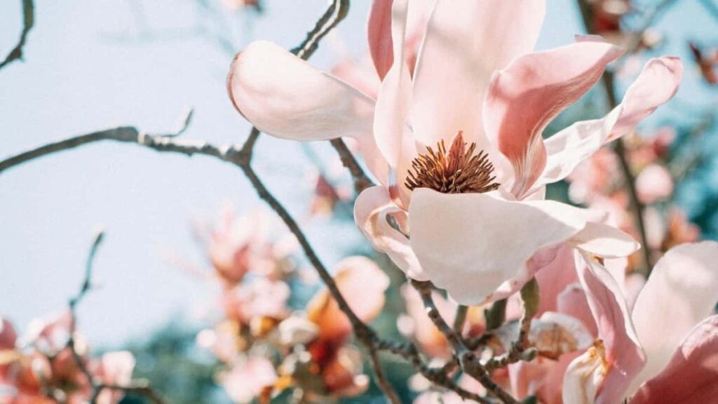 Prakticky pruvodce pro ceske tvurce: jak najit, oslovit a uzavrit spolupraci se znackami z Tanzanie na Bilibili pro giveaway hernich klicu.