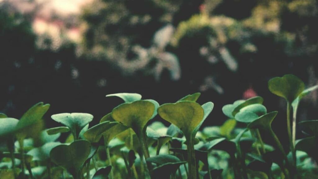 Prakticky pruvodce pro inzerenty v CR: jak identifikovat, oslovit a skalovat spoluprace s malajsijskymi Roposo tvurci tak, aby cilova landing page dostala meritelny traffic a konverze.