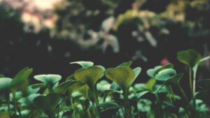 Prakticky pruvodce pro inzerenty v CR: jak identifikovat, oslovit a skalovat spoluprace s malajsijskymi Roposo tvurci tak, aby cilova landing page dostala meritelny traffic a konverze.