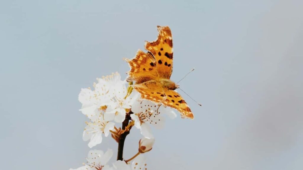 Prakticky pruvodce pro ceske inzerenty: kde a jak najit tvurce z Panamy na Moj, postavit engagement-based kampane a zmerit navratnost.